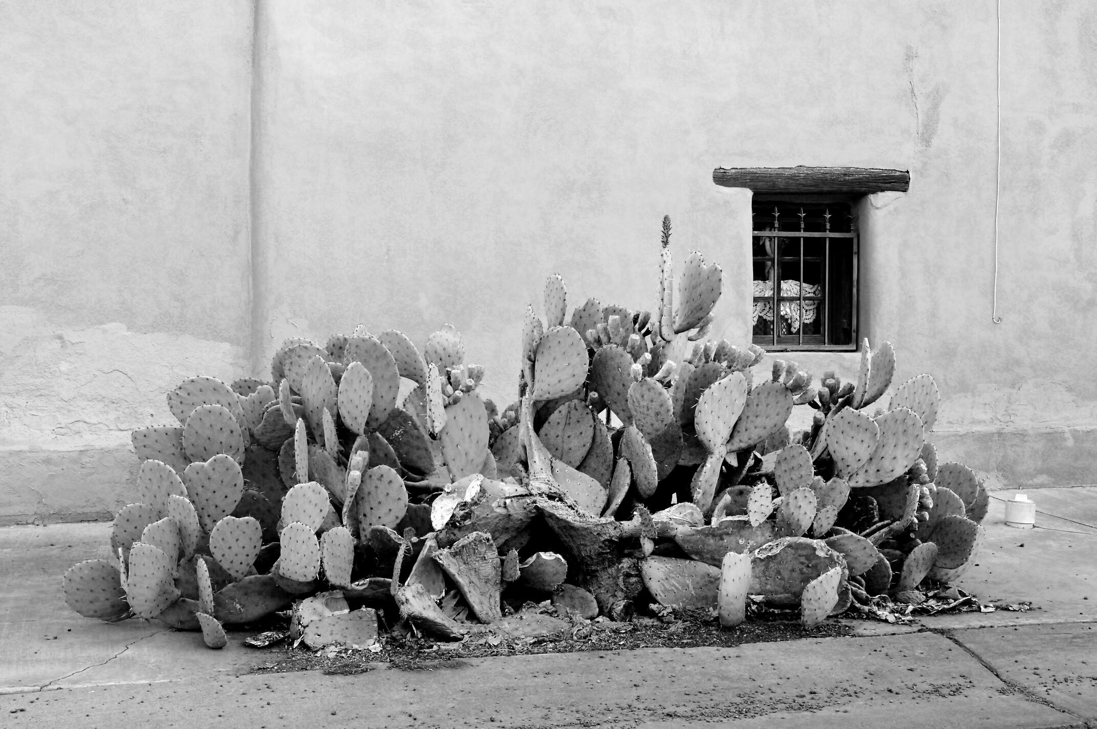 New Mexico Cactus.